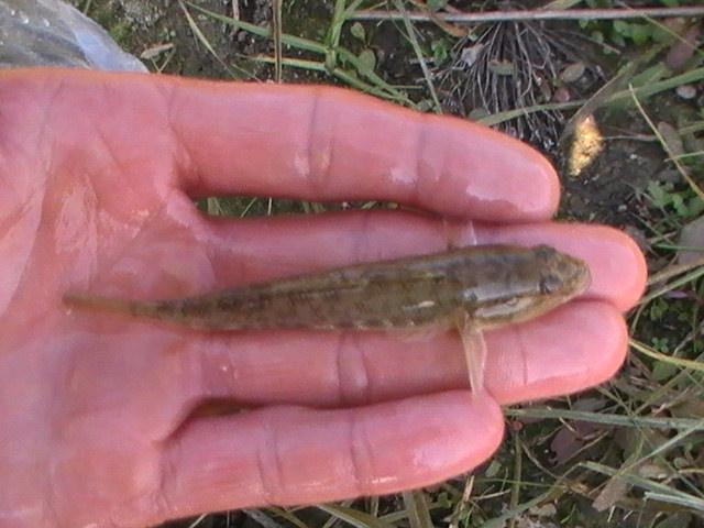 frumos la balta - pic0176.JPG